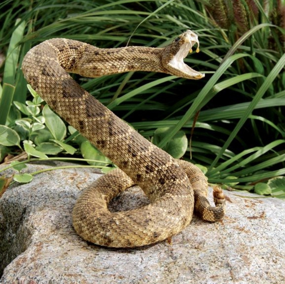 Meet your Posher, Paul